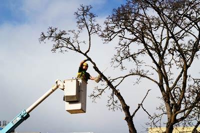 Arborist Vancouver WA