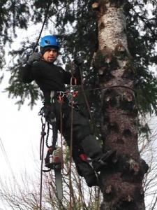 Tree Care Portland