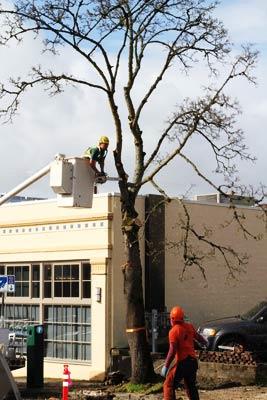 Tree Care Vancouver WA