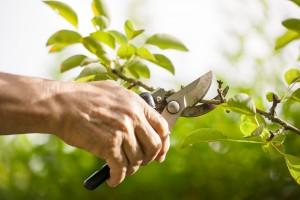 Tree Pruning Vancouver WA