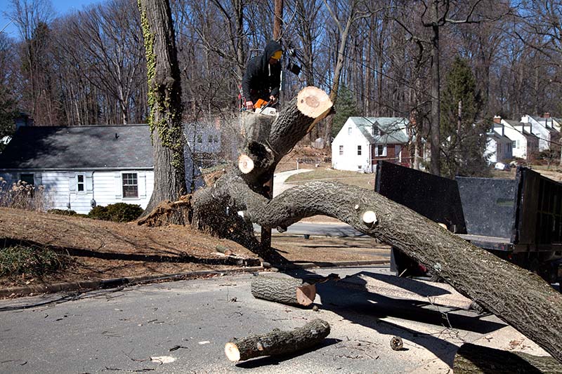 Tree Removal Vancouver WA Arborscape Tree Care