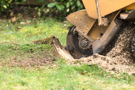 Professional Tree Service Portland