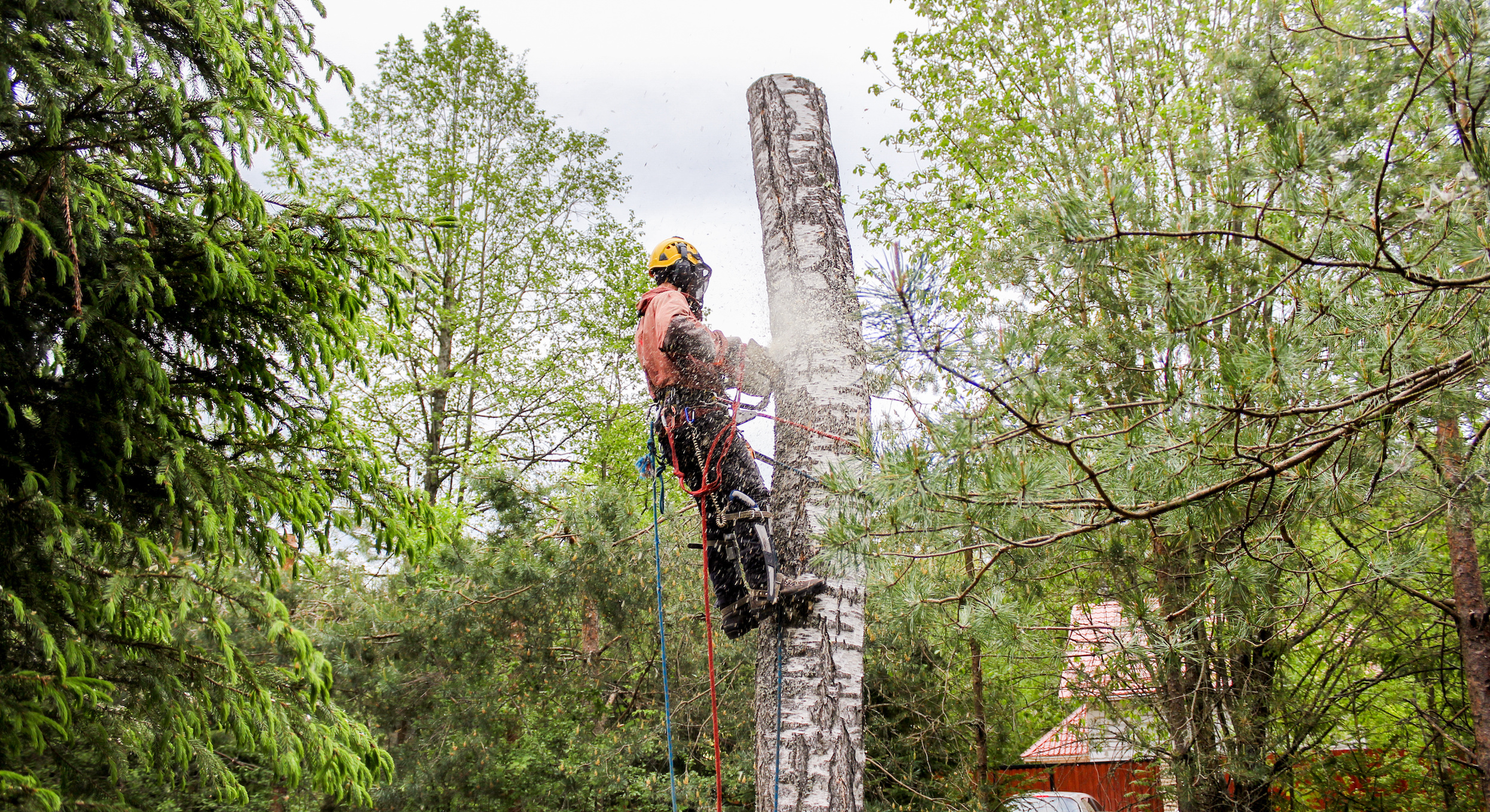 Tree Service Portland