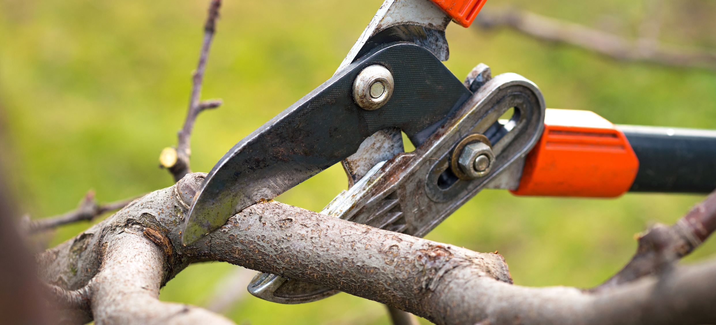 Tree Care Portland