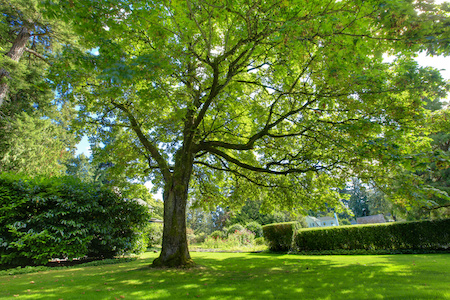 Tree Care Professionals Portland