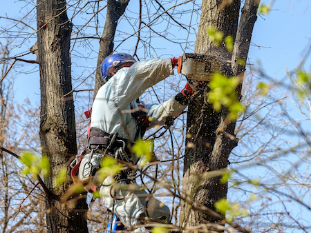 Tree Removal Company Vancouver WA