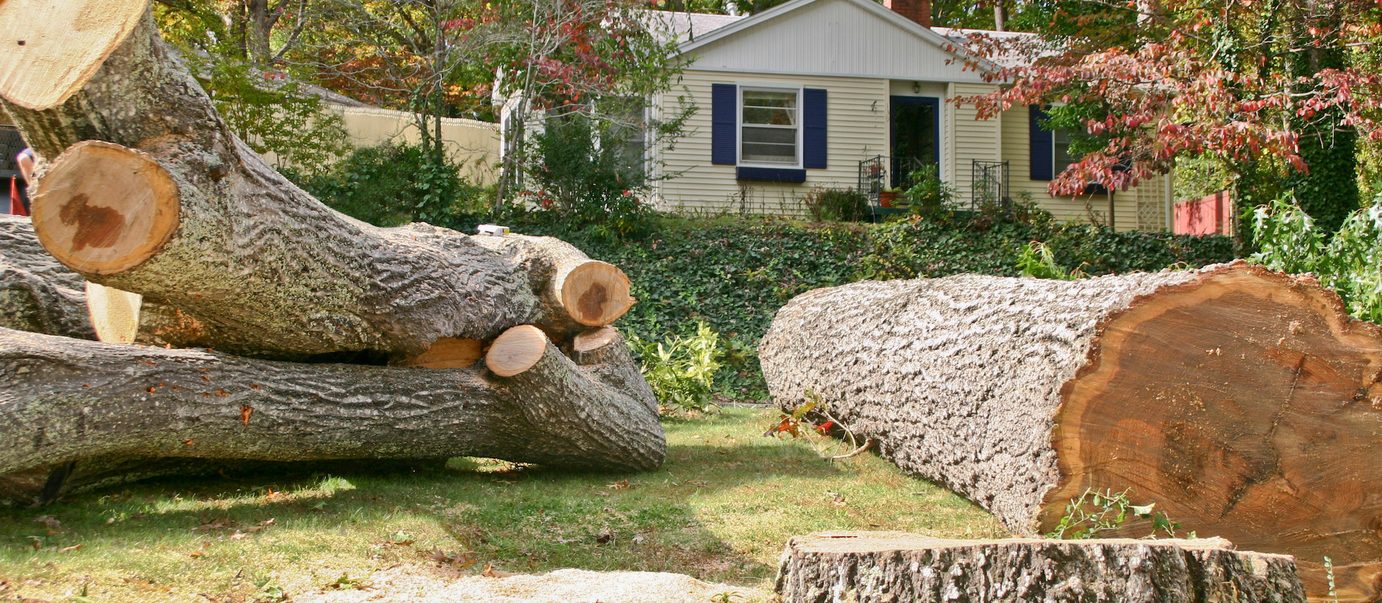 Tree Removal Vancouver WA