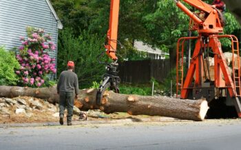 Tree Service Portland