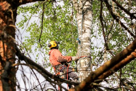 Tree Service In Portland