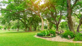 Tree Service Vancouver WA