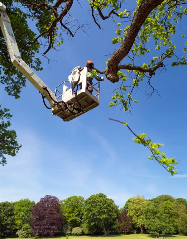 Tree Service In Vancouver Wa