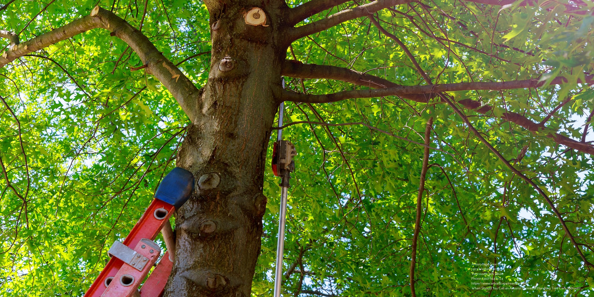 Tree Service Near Me Vancouver Wa