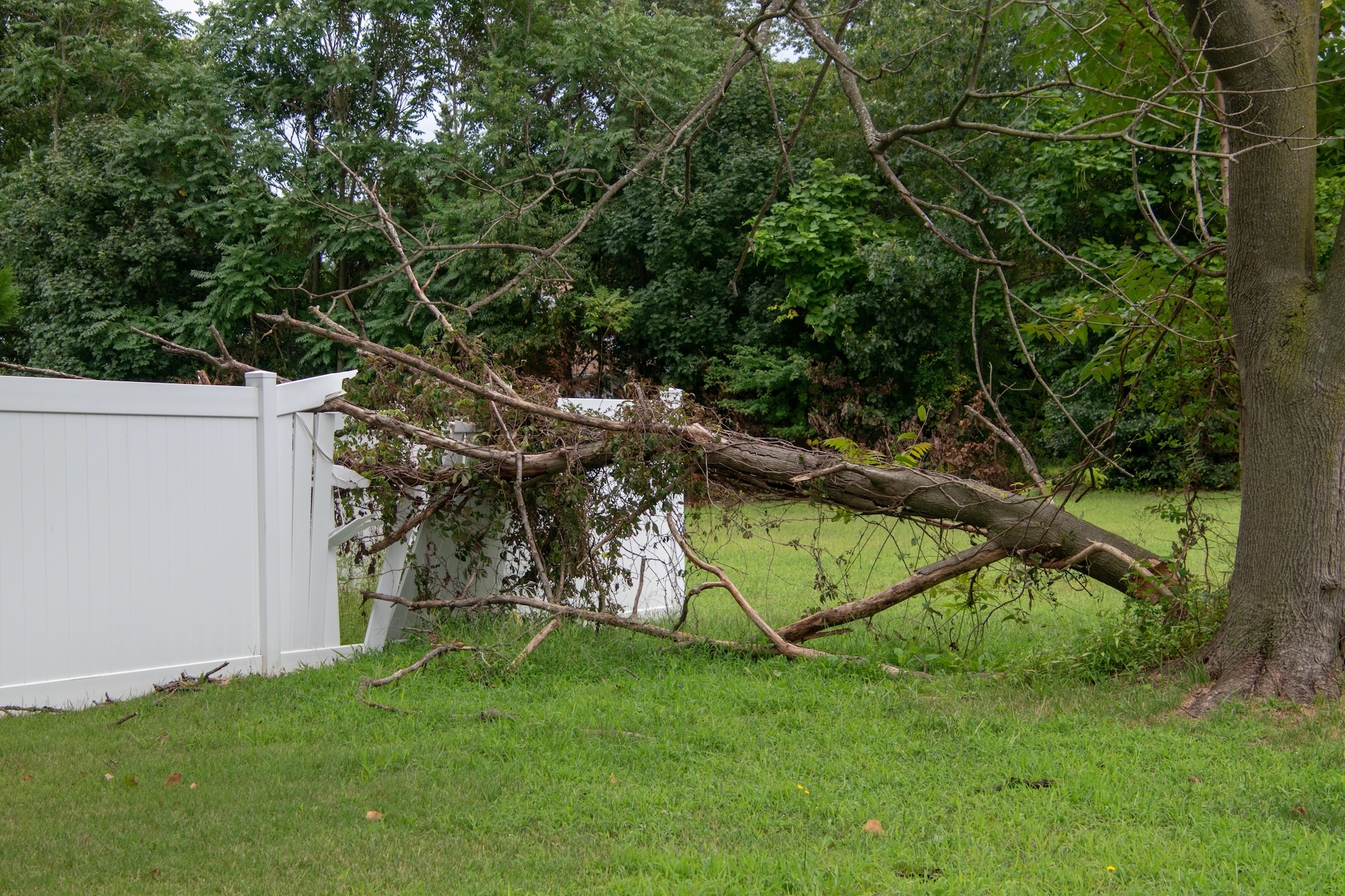 Tree Service Vancouver Wa